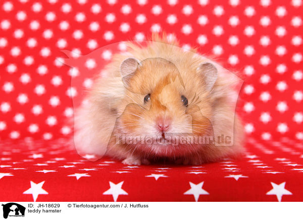 Teddyhamster / teddy hamster / JH-18629