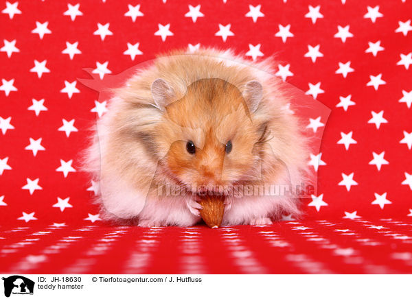 teddy hamster / JH-18630
