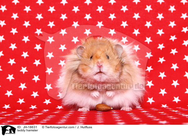 teddy hamster / JH-18631