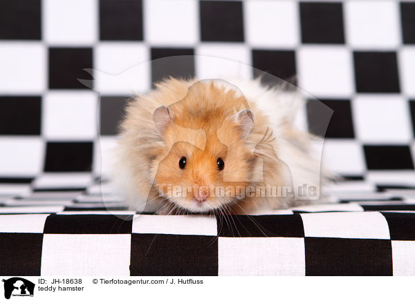 teddy hamster / JH-18638