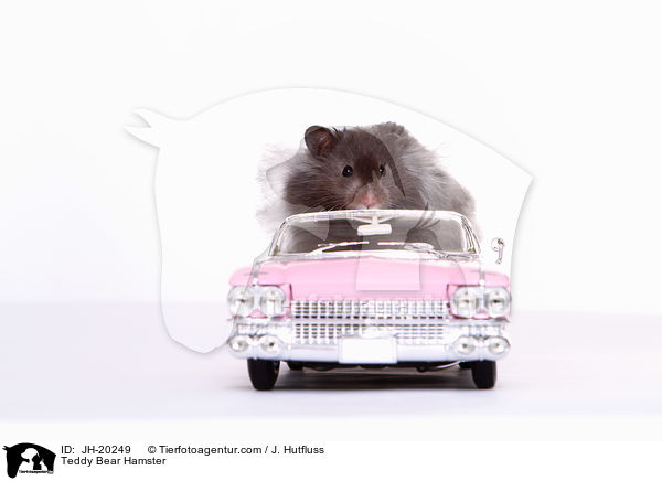Teddy Bear Hamster / JH-20249