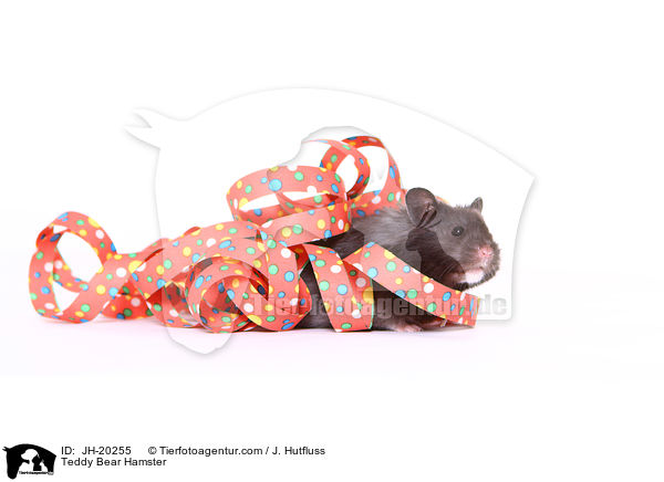Teddy Bear Hamster / JH-20255