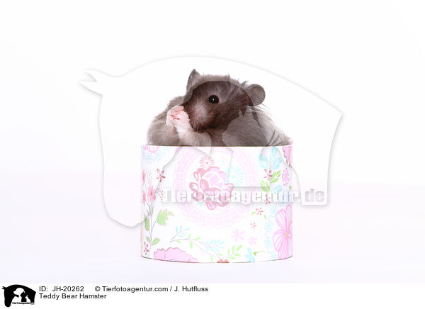 Teddy Bear Hamster / JH-20262