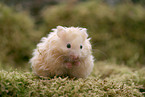 Hamster