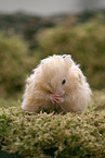 Hamster