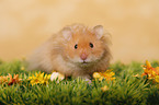 longhaired Hamster