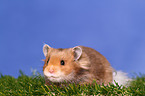 longhaired hamster