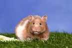 longhaired hamster