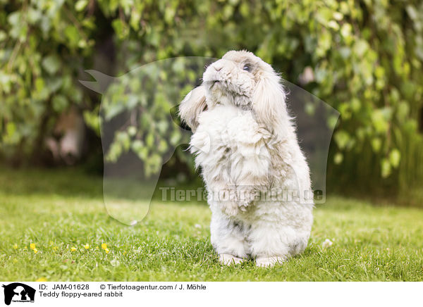 Teddywidder / Teddy floppy-eared rabbit / JAM-01628