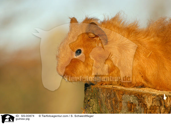 Meerschwein / guinea pig / SS-00874