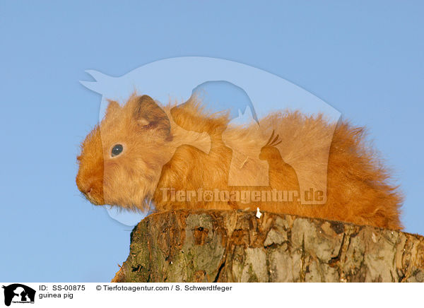 Meerschwein / guinea pig / SS-00875