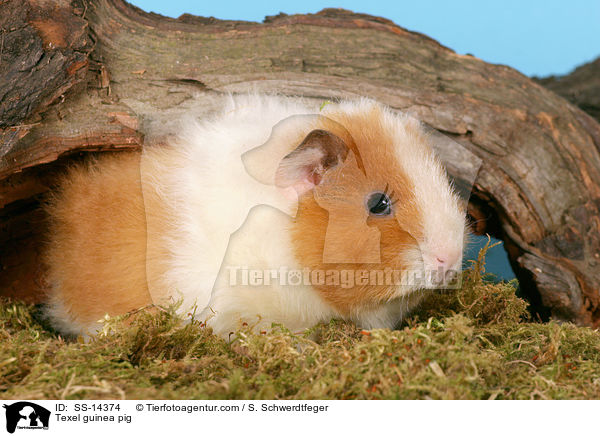 Texel guinea pig / SS-14374