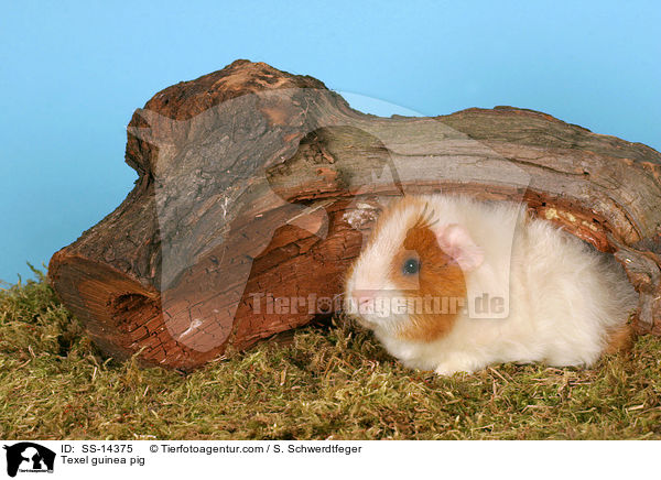 Texel guinea pig / SS-14375