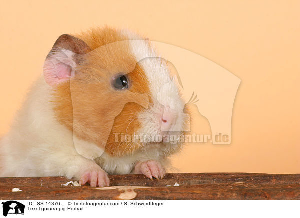Texel guinea pig Portrait / SS-14376