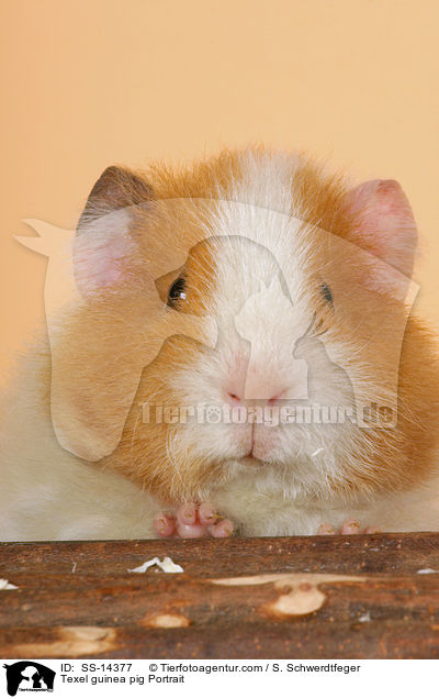 Texel guinea pig Portrait / SS-14377