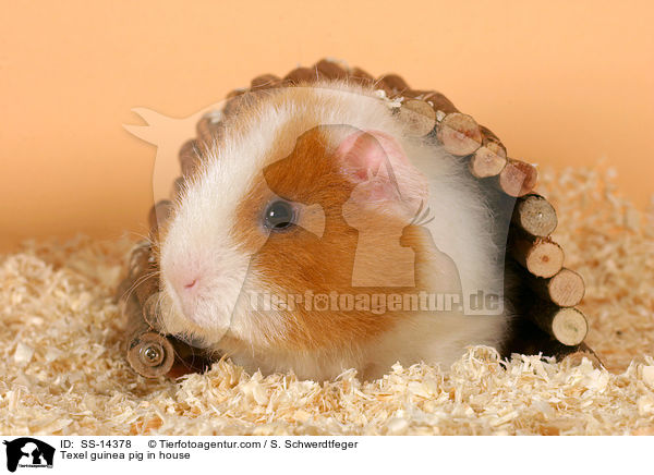 Texel guinea pig in house / SS-14378