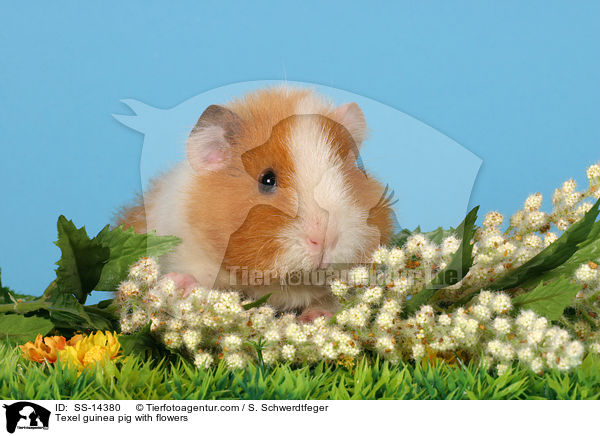Texel guinea pig with flowers / SS-14380