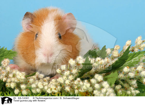 Texel guinea pig with flowers / SS-14381