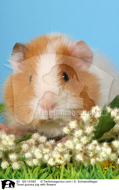 Texel Meerschwein mit Blumen / Texel guinea pig with flowers / SS-14382