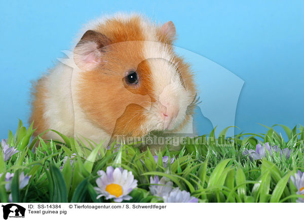 Texel Meerschwein / Texel guinea pig / SS-14384