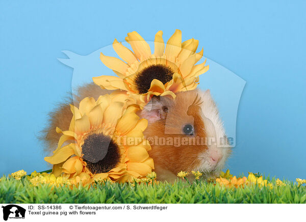 Texel guinea pig with flowers / SS-14386