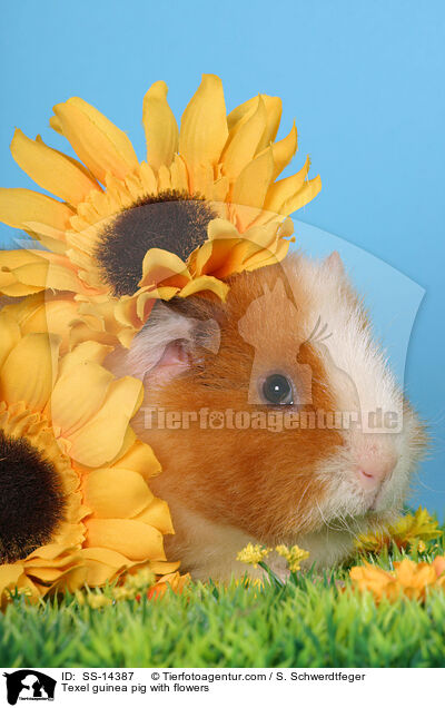 Texel guinea pig with flowers / SS-14387