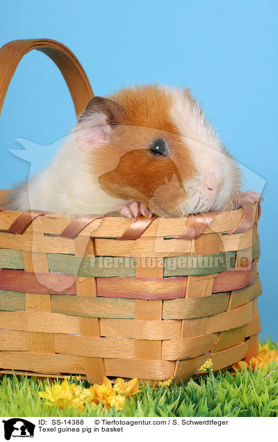 Texel Meerschwein in Korb / Texel guinea pig in basket / SS-14388