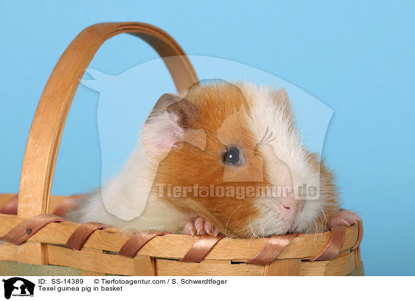 Texel guinea pig in basket / SS-14389