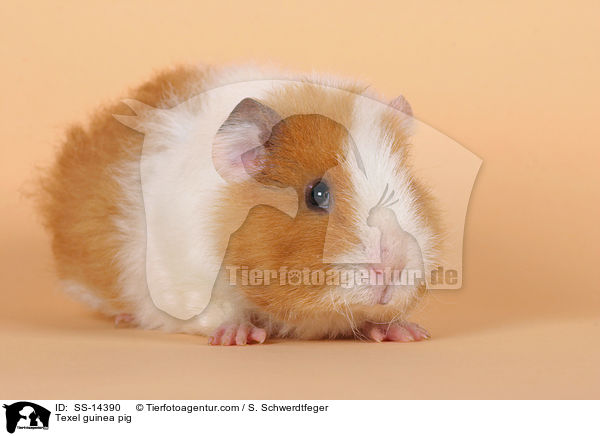 Texel Meerschwein / Texel guinea pig / SS-14390