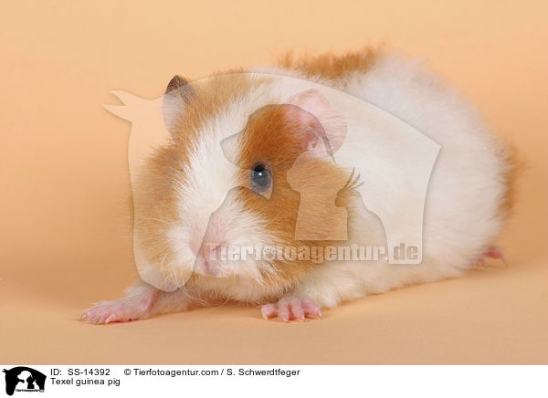 Texel guinea pig / SS-14392
