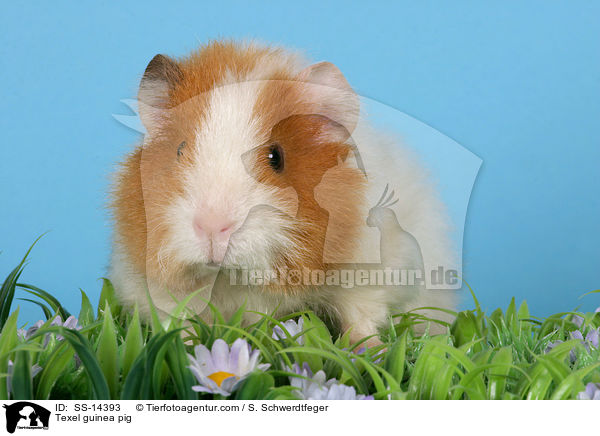 Texel guinea pig / SS-14393