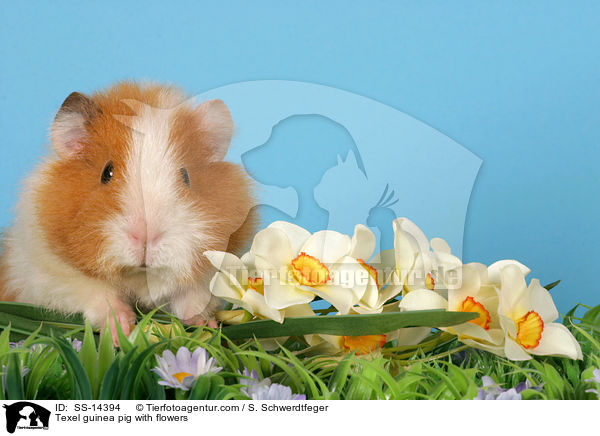 Texel guinea pig with flowers / SS-14394