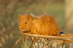 guinea pig