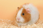 Texel guinea pig