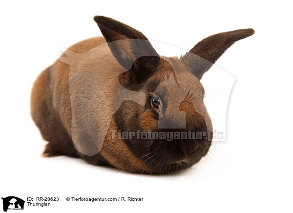 Thringerkaninchen / Thuringian / RR-28623