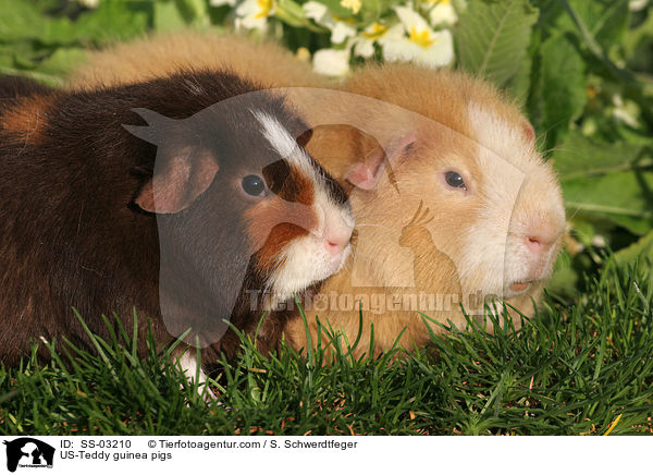 US-Teddy guinea pigs / SS-03210