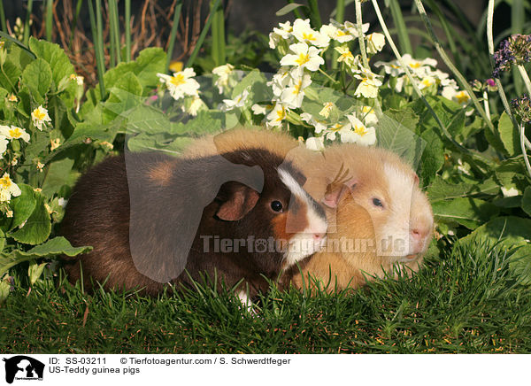 US-Teddy Rassemeerschweinchen / US-Teddy guinea pigs / SS-03211