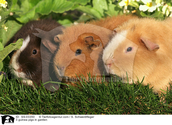 3 Rassemeerschweinchen im Garten / 3 guinea pigs in garden / SS-03350