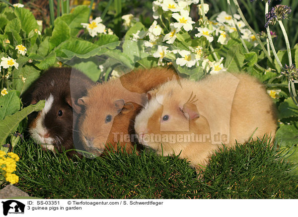 3 Rassemeerschweinchen im Garten / 3 guinea pigs in garden / SS-03351