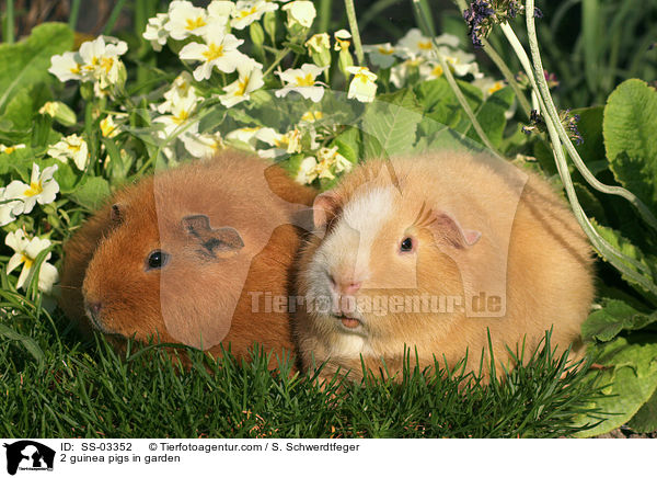 2 Rassemeerschweinchen im Garten / 2 guinea pigs in garden / SS-03352