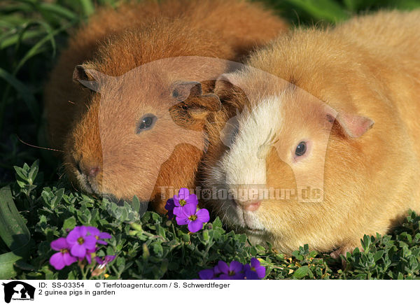 2 Rassemeerschweinchen im Garten / 2 guinea pigs in garden / SS-03354