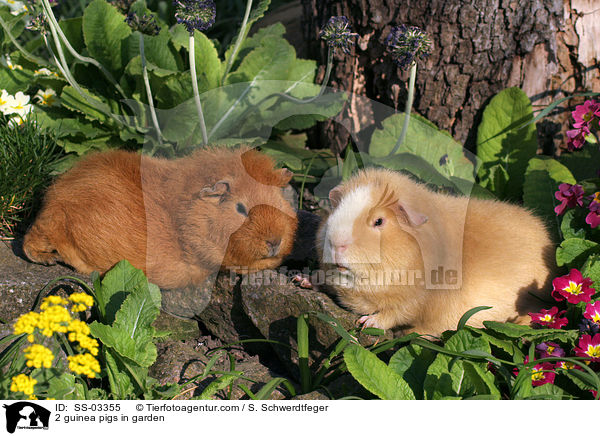 2 Rassemeerschweinchen im Garten / 2 guinea pigs in garden / SS-03355