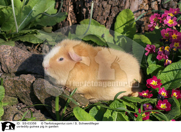 US-Teddy Meerschwein im Garten / us-teddy guinea pig in garden / SS-03356