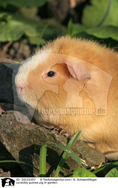 US-Teddy Meerschwein im Garten / us-teddy guinea pig in garden / SS-03357