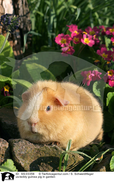 us-teddy guinea pig in garden / SS-03358