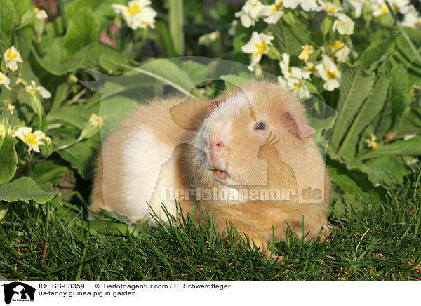 US-Teddy Meerschwein im Garten / us-teddy guinea pig in garden / SS-03359