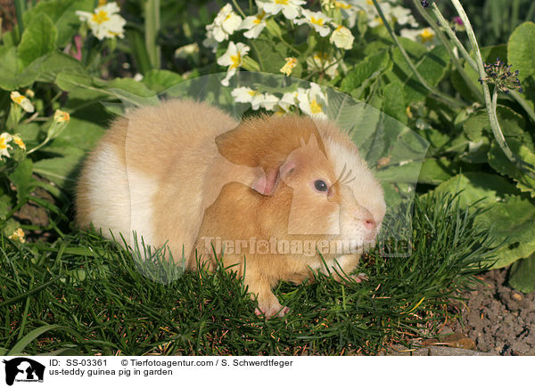 US-Teddy Meerschwein im Garten / us-teddy guinea pig in garden / SS-03361