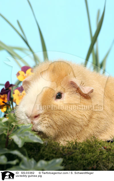 US-Teddy Meerschwein / us-teddy guinea pig / SS-03362