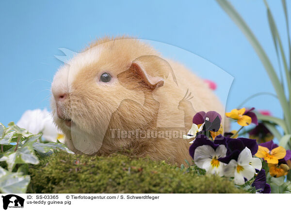 US-Teddy Meerschwein / us-teddy guinea pig / SS-03365
