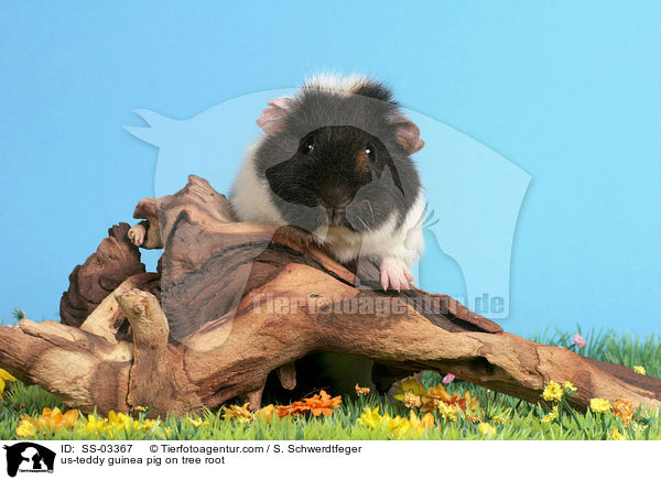 US-Teddy Meerschwein auf Baumwurzel / us-teddy guinea pig on tree root / SS-03367